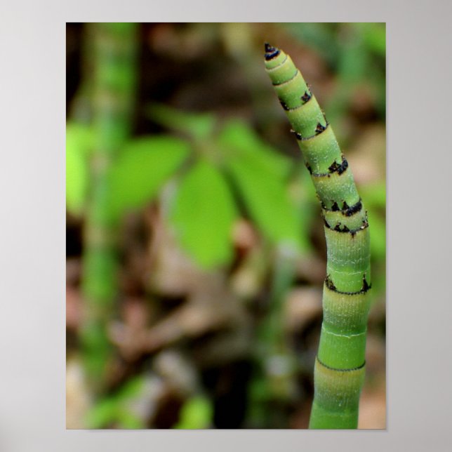 Pôster Bambu em crescimento (Frente)