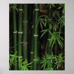 Pôster Bambu… Fao Rai, Nong Khai, Isaan, Tailândia