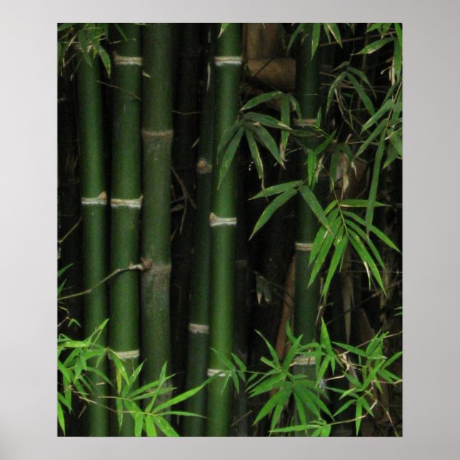 Pôster Bambu ... Fao Rai, Nong Khai, Isaan, Tailândia (Frente)