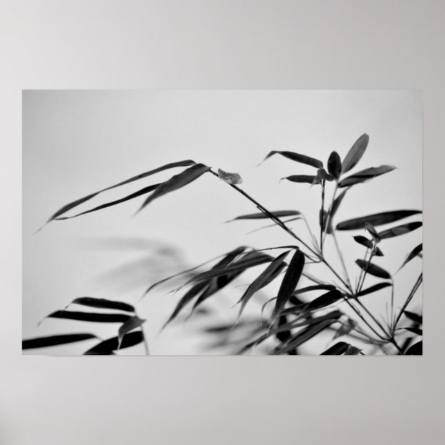Poster Bambu preto e branco Fargesia dracocephala 'Rufa (Frente)