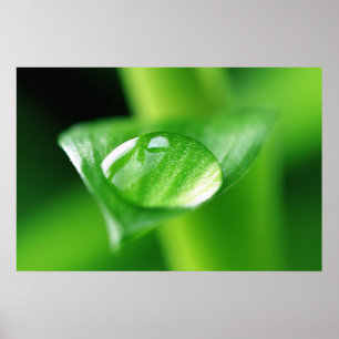 Pôster Bambu Wassertropfen