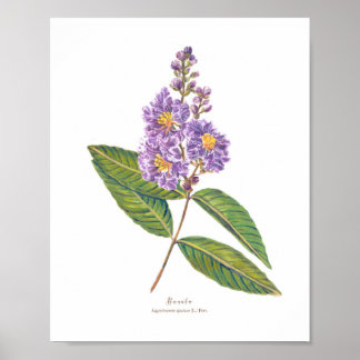 Poster Banaba (Lagerstroemia especiosa) Ph Forest Blooms