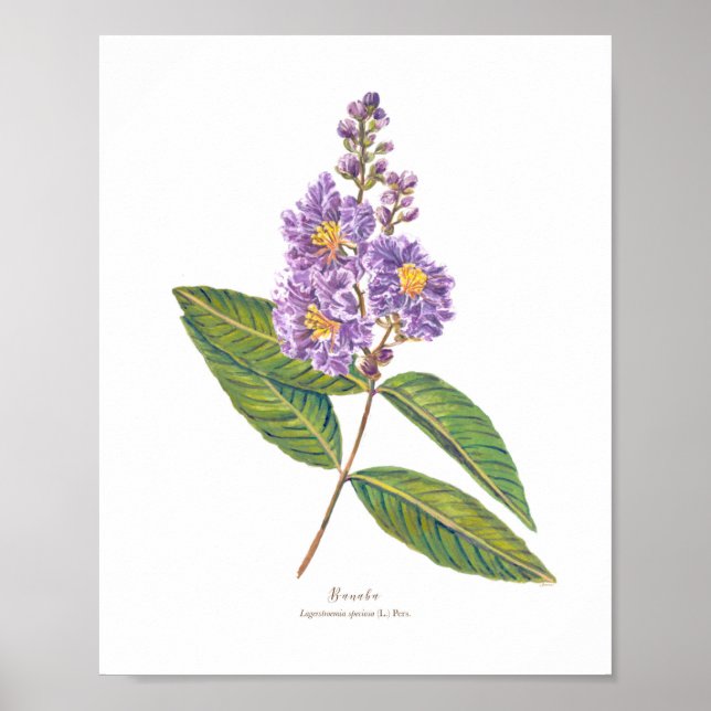 Poster Banaba (Lagerstroemia especiosa) Ph Forest Blooms (Frente)