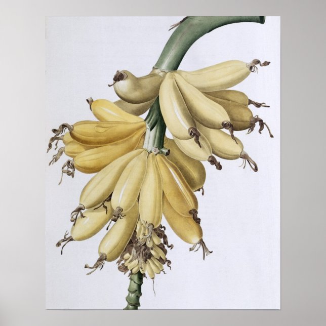 Poster Banana, 1816 (Frente)