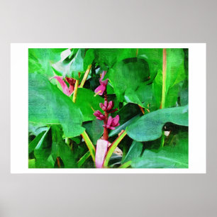 Poster Banana cor-de-rosa, veludo cor-de-rosa de Musa,
