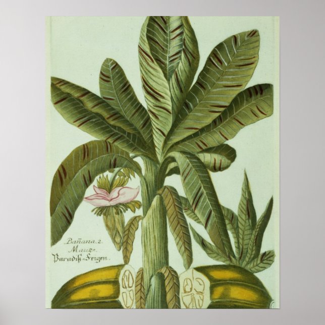 Pôster Banana, da Phytanthoza Iconogri de J. Weinmann (Frente)