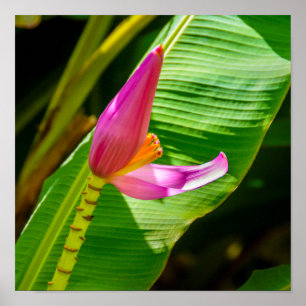 Poster Banana Flower, Limahuli Gardens, Kauai Vertical