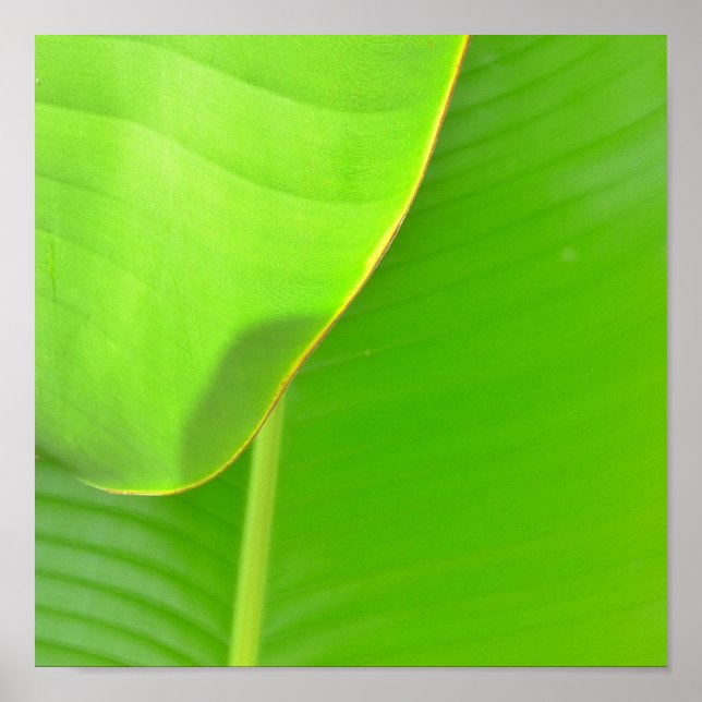 Pôster Banana Folds (Frente)