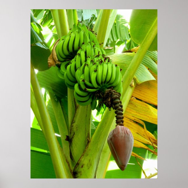 Pôster Banana Plant (Frente)
