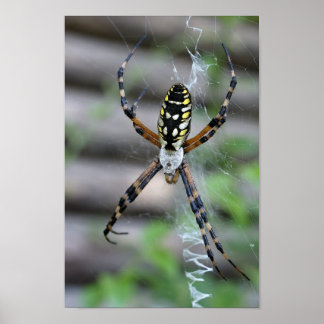 Pôster Banana Spider