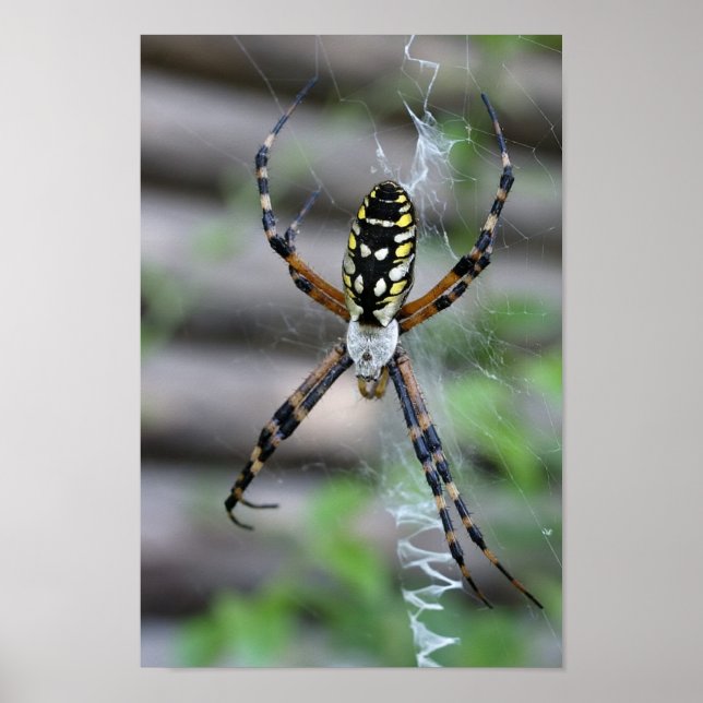Pôster Banana Spider (Frente)