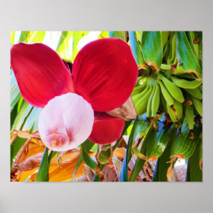 Poster Banana Tree Bliss