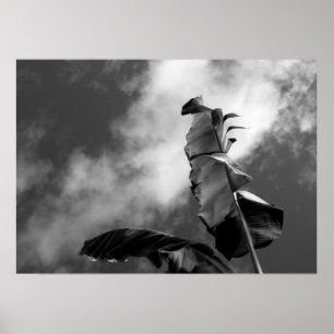 Pôster Banana Tree deixa fotografia em preto e branco
