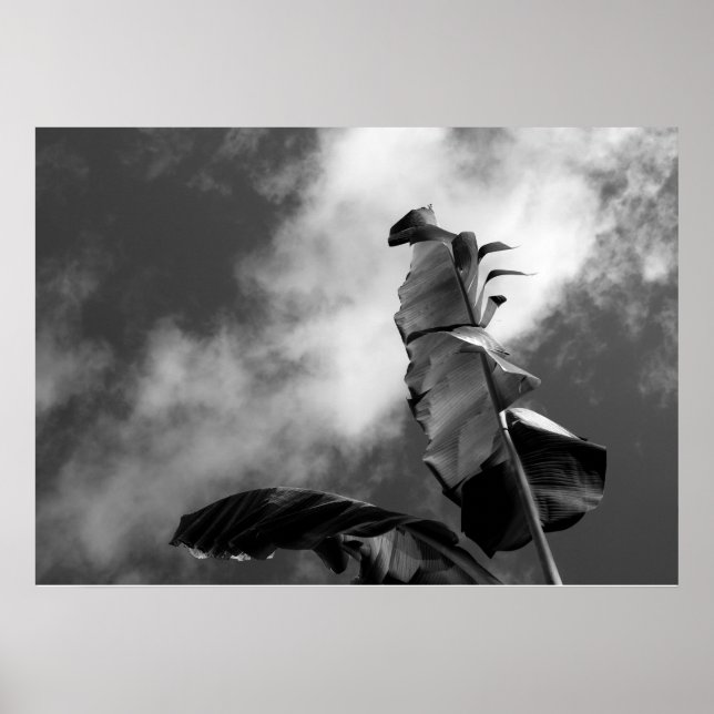 Pôster Banana Tree deixa fotografia em preto e branco (Frente)