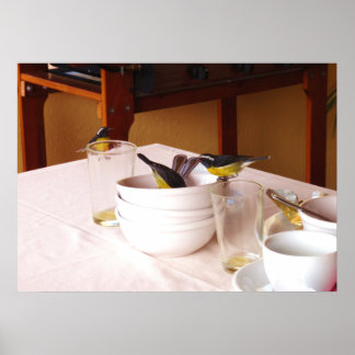 Pôster Bananaquit bird Coreba Falveola