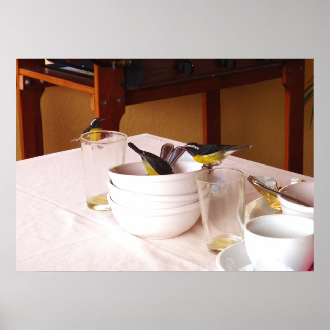 Pôster Bananaquit bird Coreba Falveola (Frente)