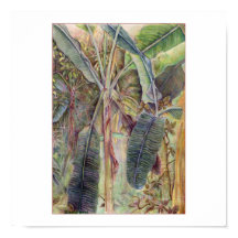 Bananas Árvores © 2010