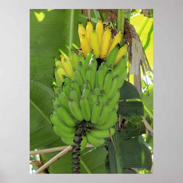 Pôster Bananas de maturação (Frente)