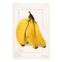 Bananas (Musa) (1904) apresentada por Ellen Isham 