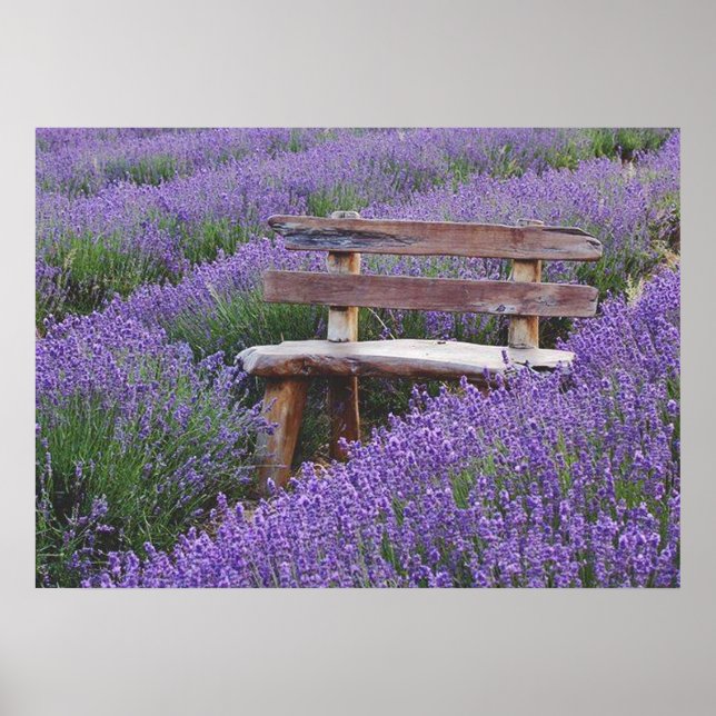 Poster banc dans la lavande (Frente)