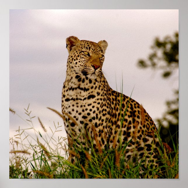 Poster Banco do Rio Dudley (Frente)