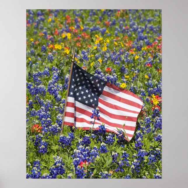 Poster Bandeira Americana em campo de Blue Bonnets, (Frente)