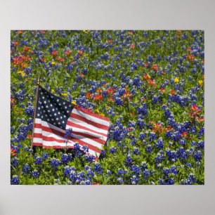 Pôster Bandeira americana no campo das capotas azuis, 2