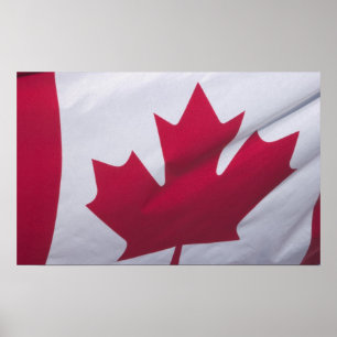 Poster Bandeira Canadense.