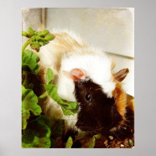 Poster Bandido nas Flores