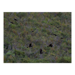 Pôster Bando de Cockatoas Negras de cauda amarela