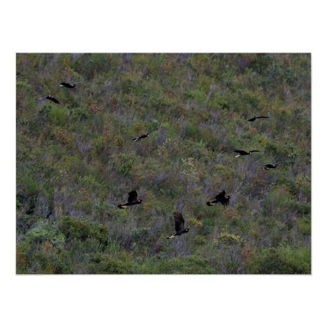 Pôster Bando de Cockatoas Negras de cauda amarela (Frente)