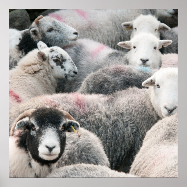 Poster Bando De Herdwicks (Frente)