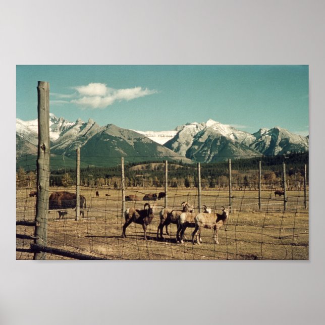 Poster Banff Mountain Goats & Buffalo Alberta (Frente)