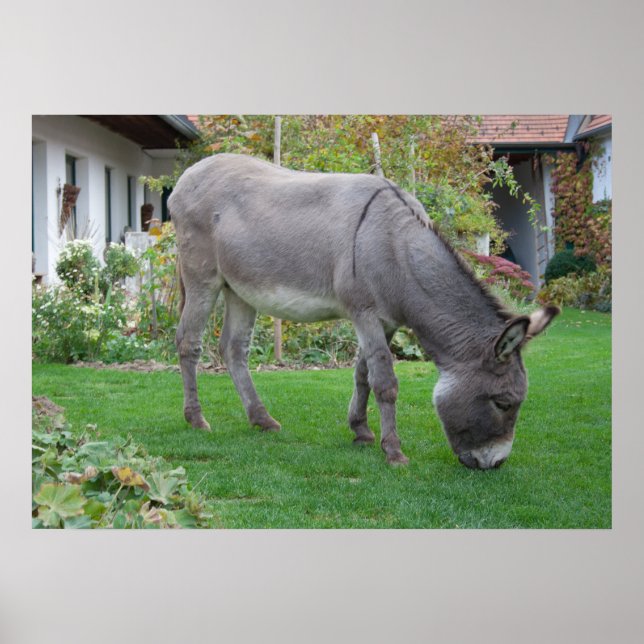Poster Banheira Biológica Em Quatro Cascos (Frente)