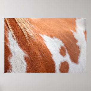 Poster Banho de equídeos casaco