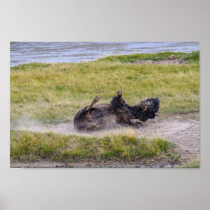 Poster Banho de Poeira de Bisonte, Parque Nacional de Yel
