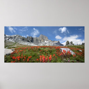 Poster Banner Pico de Flores Selvagens - Ansel Adams Wild