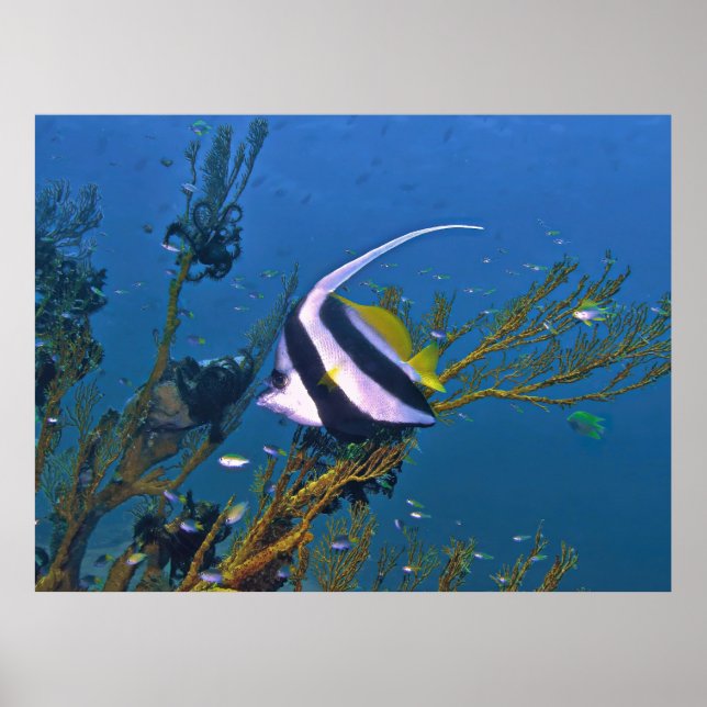 Poster Bannerfish no Coral (Frente)
