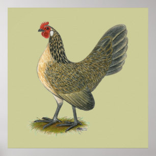 Pôster Bantam neerlandês:  Blue Quail Hen