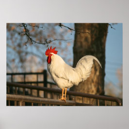 Pôster "Bantam pela manhã"