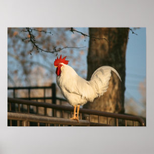 Pôster "Bantam pela manhã"