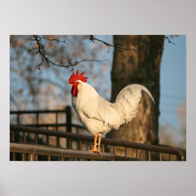 Pôster "Bantam pela manhã" (Frente)