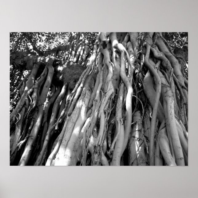 Poster Banyan (Frente)