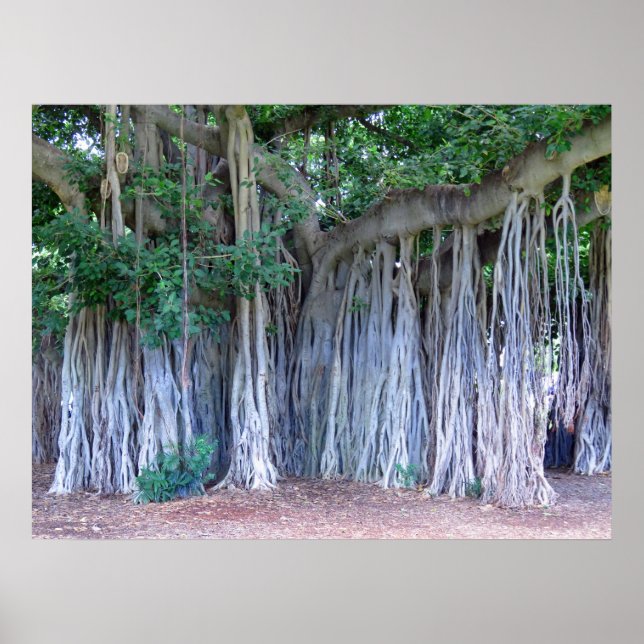 Poster Banyan Tree (Frente)
