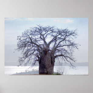 Poster Baobá (Adansonia Digitata), Luanda