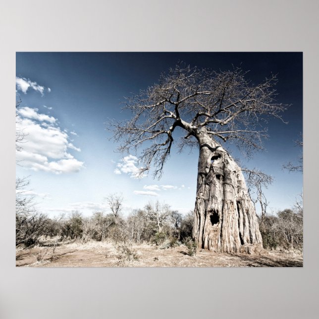 Poster Baobab Tree no Parque Nacional de Mana Piscina (Frente)