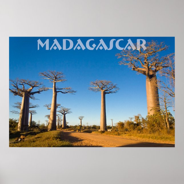 Pôster Baobabs de Madagascar (Frente)