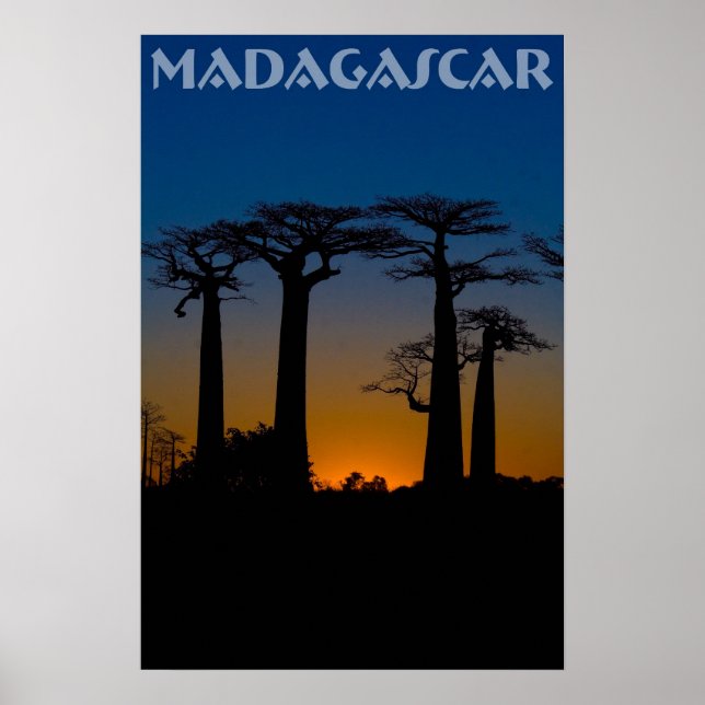 Pôster Baobabs de Madagascar (Frente)
