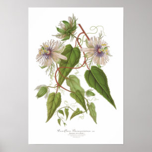 Pôster Baraquimima do Passiflora
