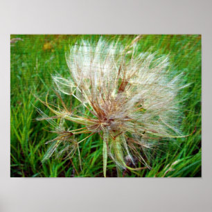 Poster Barba de Cabra